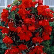 Begonia Pendula Red